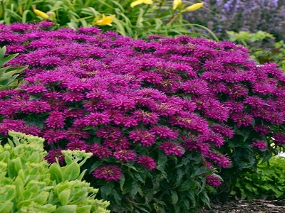 MONARDA DVĪŅZIEDU / MONARDA DIDYMA „SUGAR BUZZ GRAPE GUMBALL”