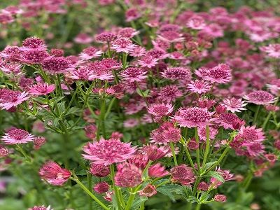 ASTRANCIJA / LIELĀ ZVAIGZNĪTE / ASTRANTIA MAJOR_ROMA_ziemcietes_siguldasdarznieks