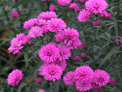 ZIEMASTERE JAUNBEĻĢIJAS   / ASTER NOVI-BELGII      „MYSTERY LADY SASHA”