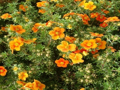 ​KLINŠROZĪTE PARASTĀ / Potentilla fruticosa „HOPLEYS ORANGE”