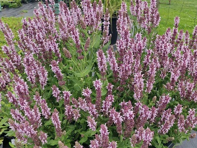 SALVIJA BIRZTALU  /  Salvia nemorosa  „SALUTE LIGHT PINK”