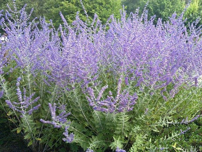 ​PEROVSKIJA BALODEŅLAPU / PEROVSKIA ATRIPLICIFOLIA „LITTLE SPIRE”