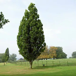 Ozoli