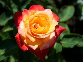 ROZE PIGALLE - rožu audzēšana-stādi