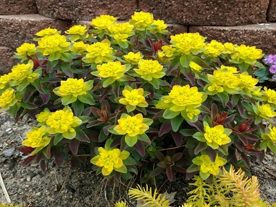 ​EIFORBIJA DAUDZKRĀSU/ Euphorbia polychroma „BONFIRE” eiforbiju stādi_dekoratīvi stādi-lielu stādu izvēle-plānojums dobēm-akcens dobē