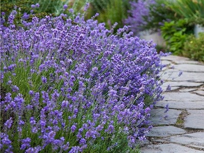 LAVANDA ŠAURLAPU "MUNSTEAD"