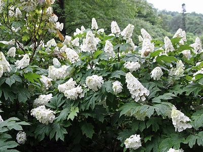 hortenzija ozollapu snow queen_siguldasdarznieks