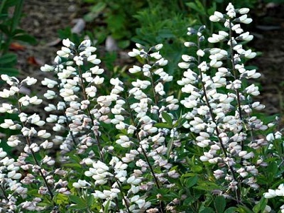 ​BAPTĪZIJA DIENVIDU / Baptisia Australis „ALBA”