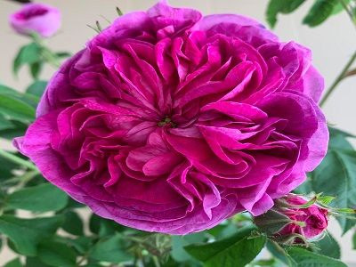 roze charles de mills-rožu stādi_krūmu rozes-roosa-siguldasdarznieks