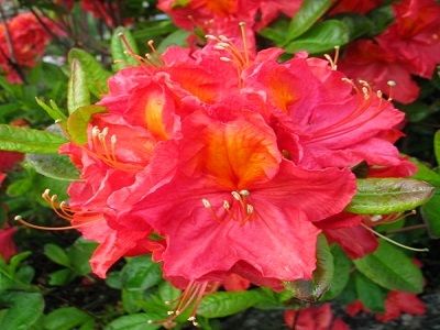 RODODENDRS – ACĀLIJ / AZALEA MOLLIS “ JUANITA”