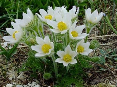 SILPURENE PARASTĀ  / PULSATILLA VULGARIS  „PINWHEEL WHITE”