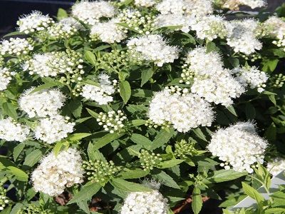 ​SPIREJA JAPĀNAS / Spiraea japonica “ALBIFLORA”