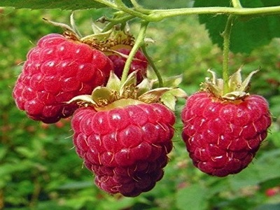 ​RUDENS AVENE / Rubus idaeus „BABJE ĻETO”