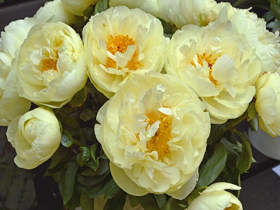 ​PEONIJA HIBRĪDĀ / Paeonia hybride „LEMON CHIFFON”-peoniju-stādi