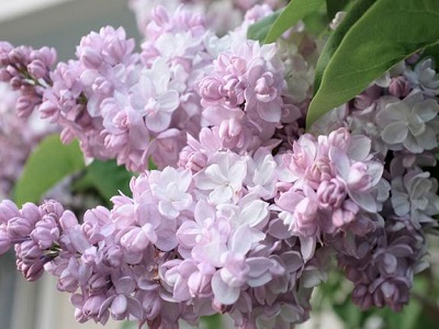 ​PARASTAIS CERIŅŠ / Syringa vulgaris „ ROSE DE MOSCOU” MINKARI