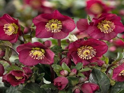 ​ZIEMZIEDE / HELLEBORUS „ICE N ROSES BENOTTA”