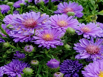 ZIEMASTERE SPILVENVEIDA / ASTER DUMOSUS „INDIGO”