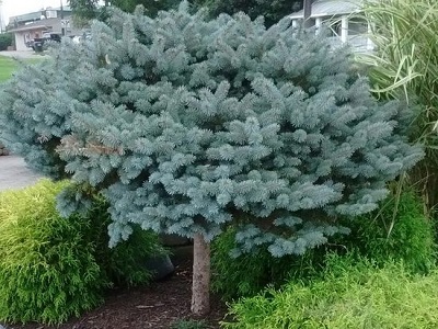 ​EGLE ASĀ (SUDRABEGLE) / Picea pungens