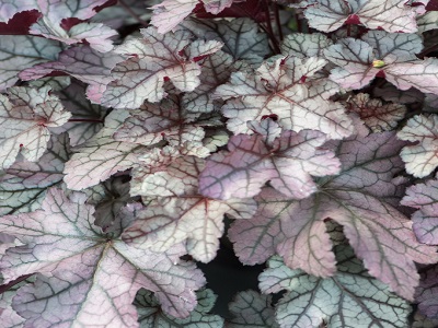 HEIHĒRA  /  HEUCHERA     „REX SILVER”