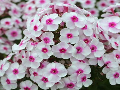 ​FOKSIS SKARAINAIS / PHLOX PANICULATA „ “EARLY BLUSH POP”