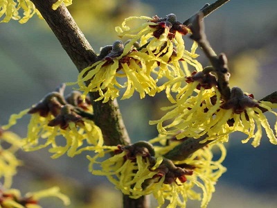 VIDĒJĀ BURVJULAZDA  / Hamamelis x intermedia “ARNOLD PROMISE”