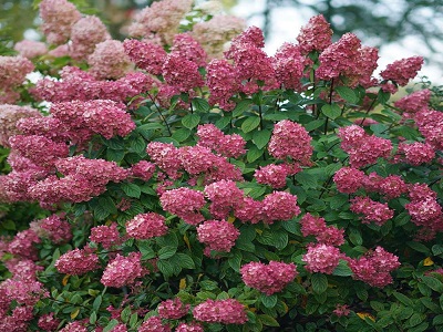 SKARAINĀ HORTENZIJA / Hydrangea paniculata “FIRE LIGHT”