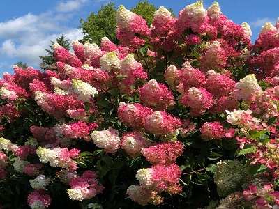 SKARAINĀ HORTENZIJA / Hydrangea paniculata “LIVING RASPBERRY PINK”