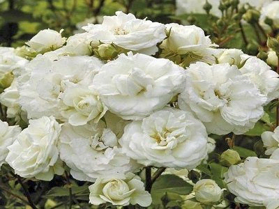 FLORIBUNDROZE MIDSUMMER SNOW