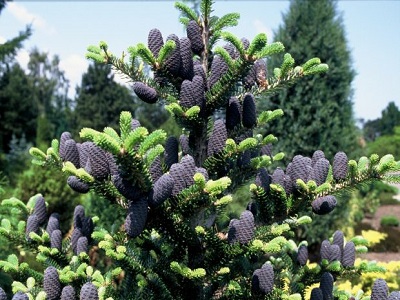 ​BALTEGLE KOREJAS / Abies koreana