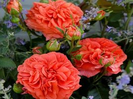 floribundroze_​ORANGERIE-roosa_siguldasdarznieks-stādi-rožu-rozes