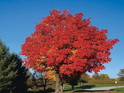 KĻAVA SARKANĀ  /  Acer rubrum    “FLAIRVIEW FLAME”        