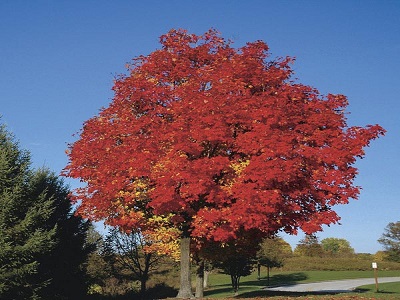 KĻAVA SARKANĀ  /  Acer rubrum    “FLAIRVIEW FLAME”        