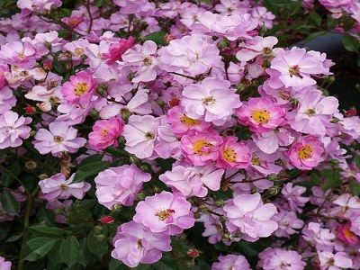 roze-kājeniska-lavender dream-roosa-siguldasdarznieks-rožu stādi