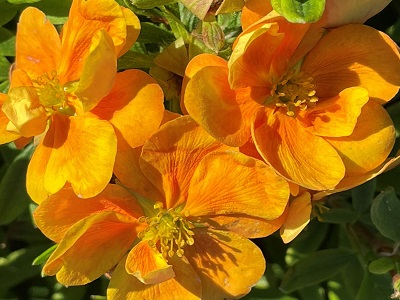 KLINŠROZĪTE PARASTĀ  / Potentilla fruticosa „MARMALADE”