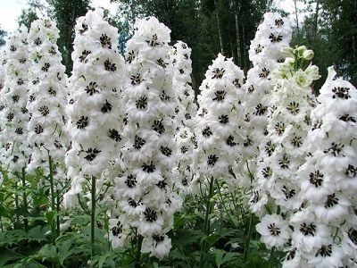 DELFĪNIJA WHITE DARK BEE