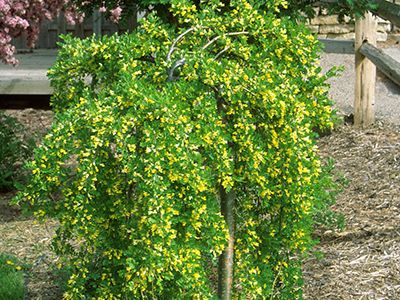 KARAGĀNA KOKVEIDA/CARAGANA ARBORESCENS "PENDULA"