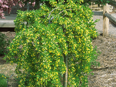 KARAGĀNA KOKVEIDA/CARAGANA ARBORESCENS "PENDULA"