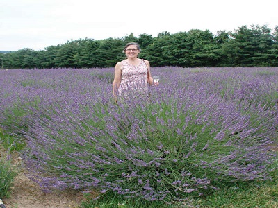 LAVANDA HIBRĪDĀ / Lavandula intermedia „PHENOMENTAL”