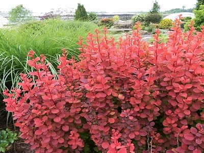 ​BĀRBELE TUNBERGA / Berberis thunbergii „ORANGE ICE”