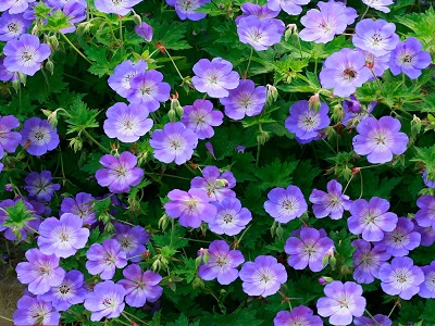 GANDRENE  / Geranium        „ROZANNE”