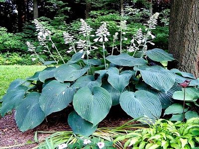 ​HOSTA „BLUE ANGEL”