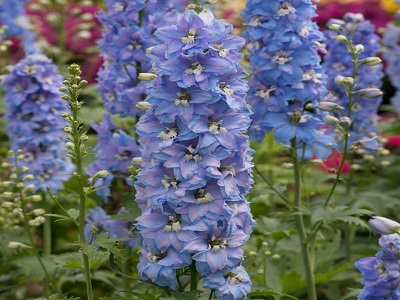 delfīnija_magic fountains sky blue white bee_delphinium_siguldasdarznieks