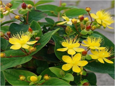 ASINSZĀLE / Hypericum x indorum „AUTUMN BLAZE”