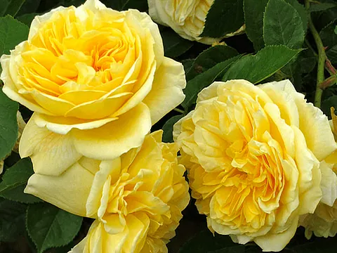 Rozes