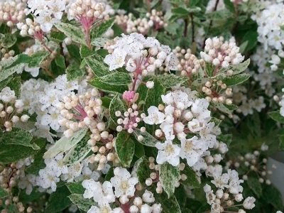 SPIREJA VANHUTA    / Spiraea x vanhouttei “PINK ICE”  / CATPAN