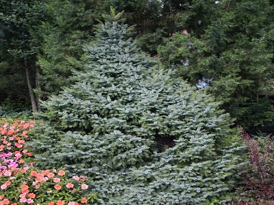 EGLE SERBIJAS / Picea omorika “NANA”