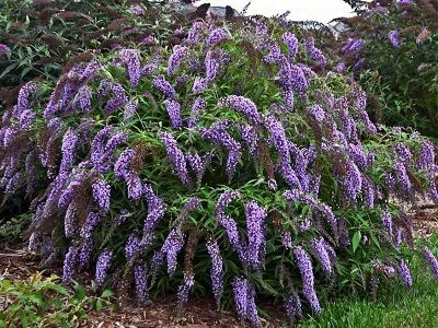 DĀVIDA BUDLEJA / BUDDLEJA DAVIDII „WISTERIA LANE”_tauriņpuķe_