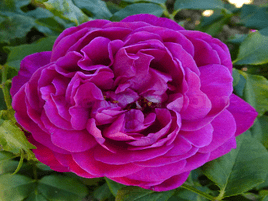 roze_blue_eden_ rose_siguldasdarznieks_rožu stādi_rozzes
