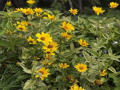 SAULESACTIŅA SAULESPUĶU Heliopsis heliantoides                                           „   “HELIKON”