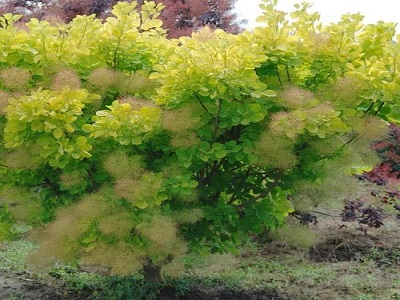 ​PARŪKKOKS PARASTAIS / Cotinus coggygria „ “GOLDEN LADY”